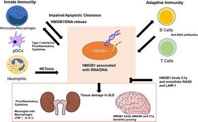 HMGB1 in Systemic Lupus Erythematosus